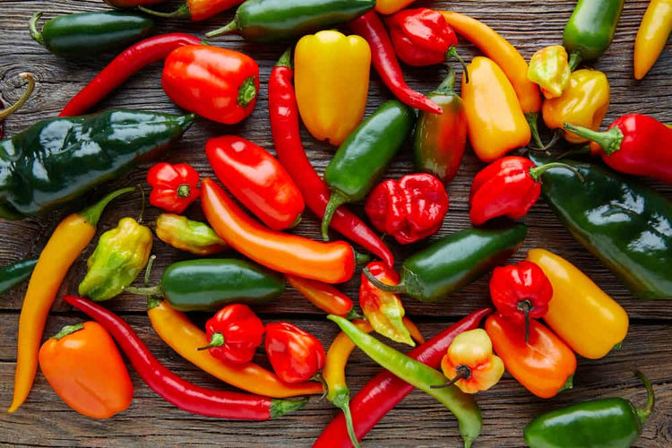 The Bold Flavor of Fresh Chillies and Seeds from Kalahari Chilli